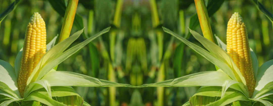 コーンパーティー