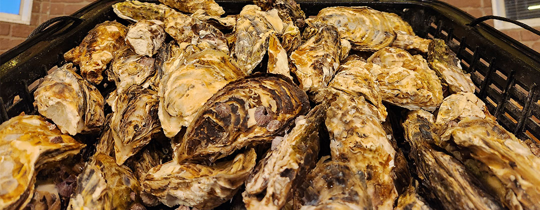 オイスターパーティー