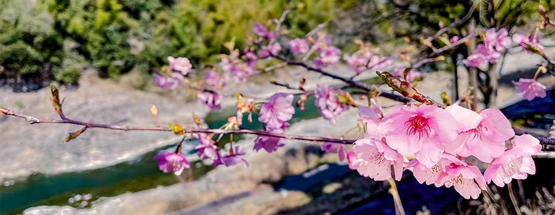 ハッピーウィークデイ