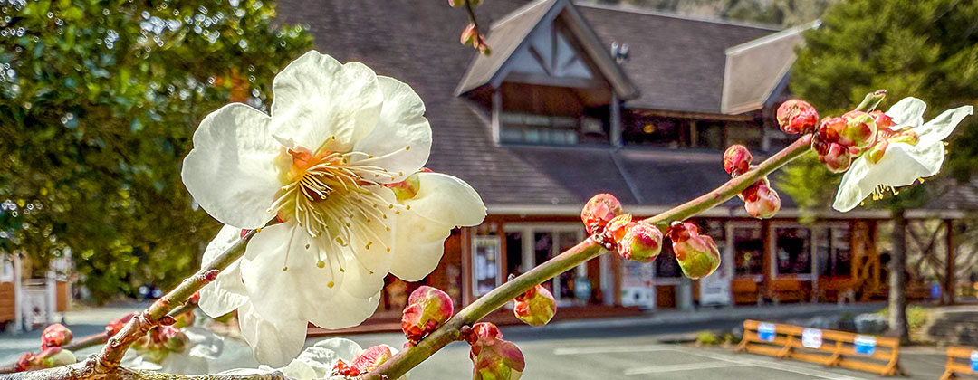 ハッピーウィークデイ