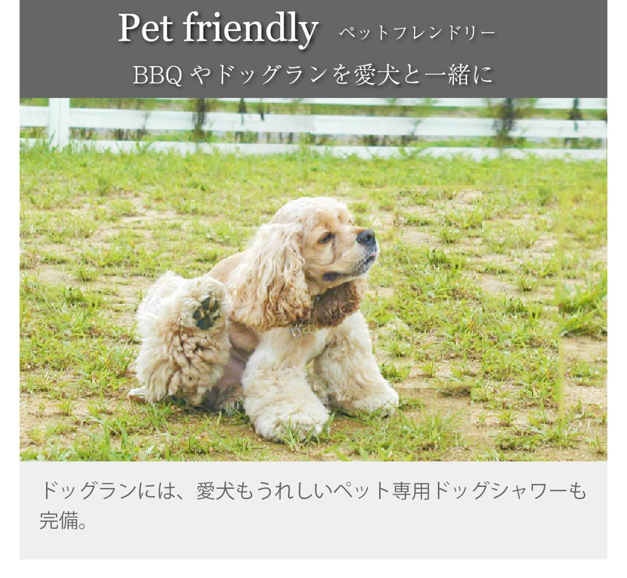 ドッグラン